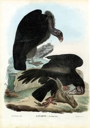 Geier, 1863-79